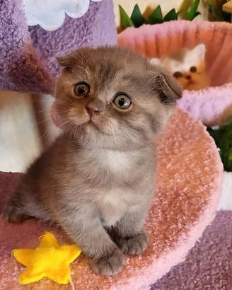 Gattini Scottish fold e straight