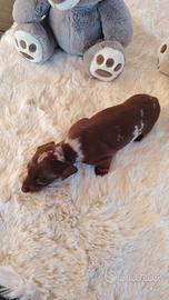 Bassotto tedesco nano kaninchen a pelo corto Enci