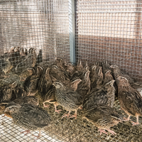 Quaglie da uova e da carne