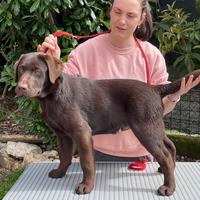 Labrador con pedigree