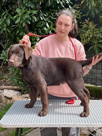 Labrador con pedigree