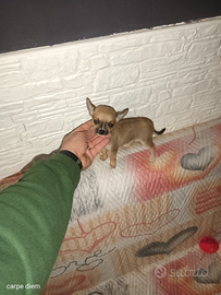 Chihuahua mini toy maschio