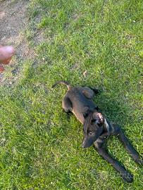 Pastore belga malinois