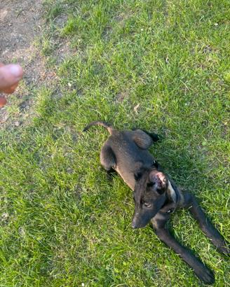 Pastore belga malinois