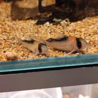 Corydortas adolfoi adulti