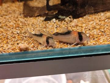 Corydortas adolfoi adulti