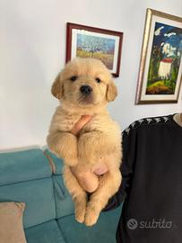 Cuccioli Golden retriever