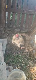 Gallo Moroseta da compagnia