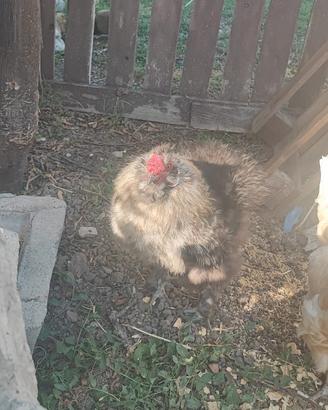 Gallo Moroseta da compagnia