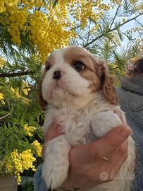 Cuccioli Cavalier king