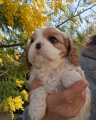 Cuccioli Cavalier king