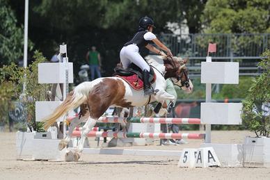 Pony