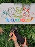 chihuahua-messicani