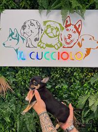 Chihuahua messicani