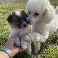 Cucciolo maschio due mesi