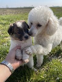 Cucciolo maschio due mesi