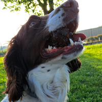 Springer Spaniel maschio per monta