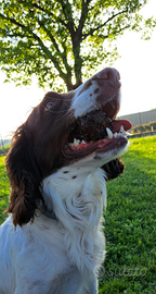 Springer Spaniel maschio per monta
