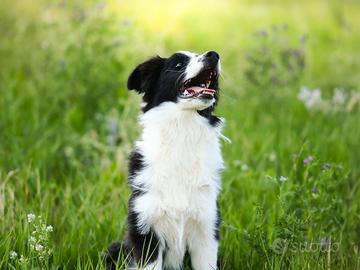 Cuccioli di Border Collie