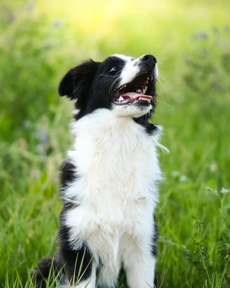 Cuccioli di Border Collie