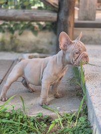 Bulldog francese