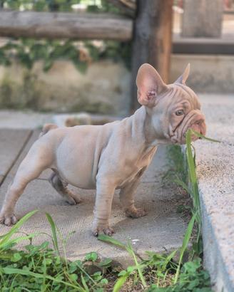 Bulldog francese