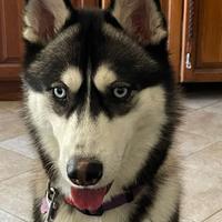 Siberian Husky