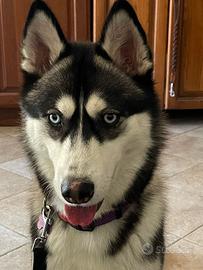 Siberian Husky