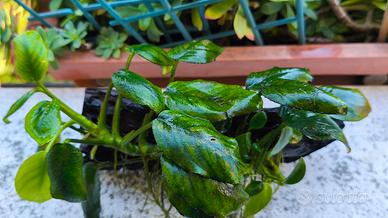 Anubias