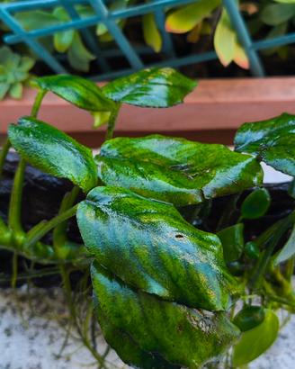Anubias