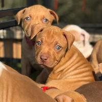 Cuccioli di pitbull rednose occhi verdi