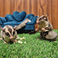 Giovane coppia riproduttiva di petauri