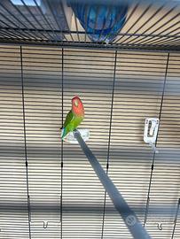 Animali