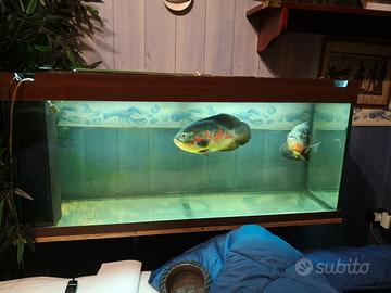 acquario juwel rio 240 