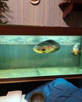 acquario juwel rio 240 