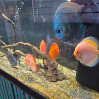 Discus compreso di acquario