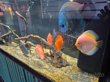 Discus compreso di acquario