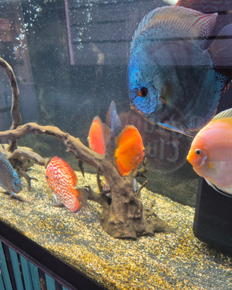 Discus compreso di acquario