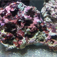 Rocce vive marino
