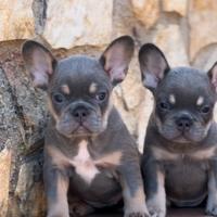 Bulldog francese lillac tan femmine