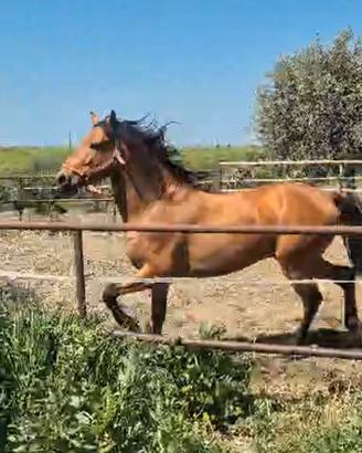 Cavallo andaluso Bsskin