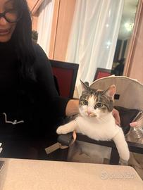 Gattina