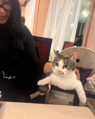 Gattina