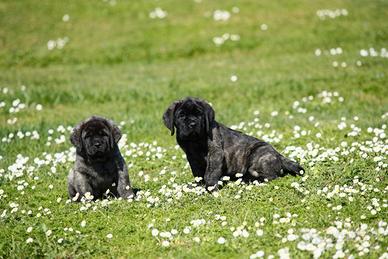 Cuccioli mastiff
