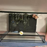Terrario in vetro