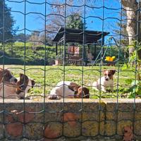 Jack Russell