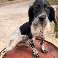Cucciole Setter inglese