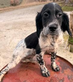 Cucciole Setter inglese