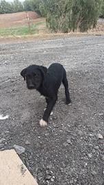 Cucciolo dogo s./fonnese