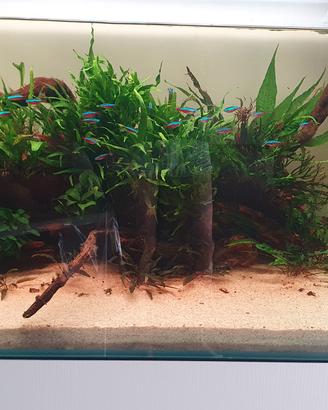 acquario aqpet 90x50